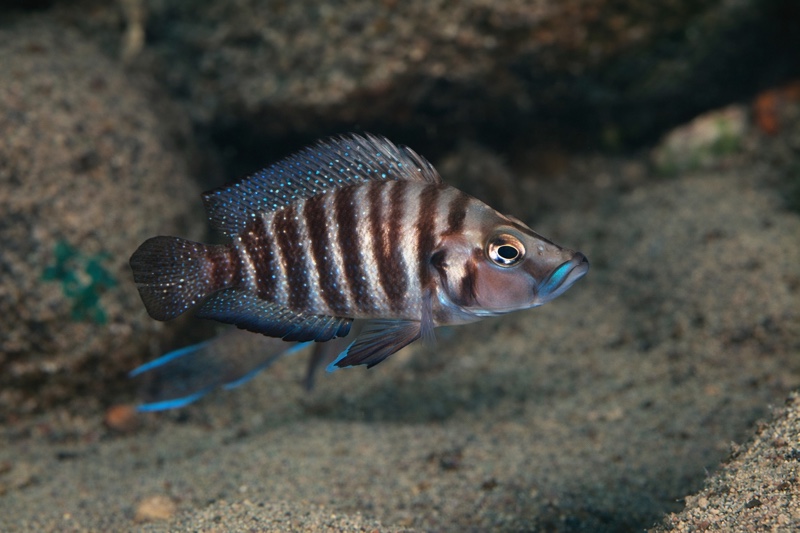 Altolamprologus compressiceps 'Kekese'